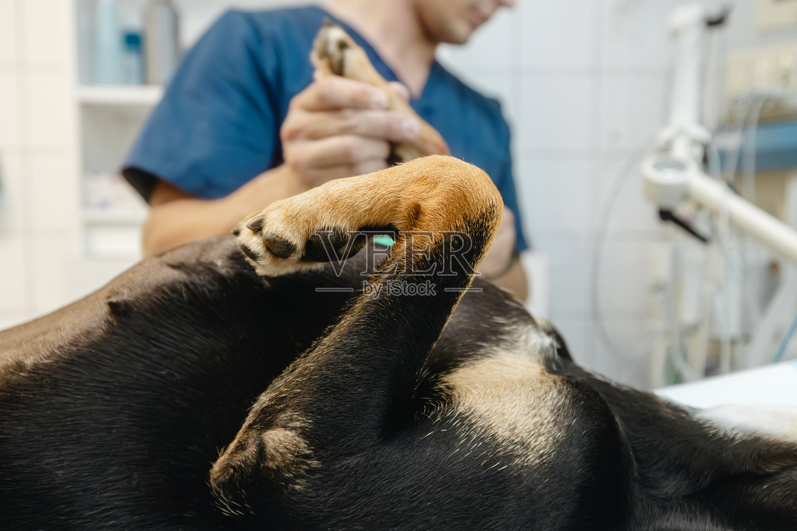 狗躺在兽医诊所的手术台上照片摄影图片