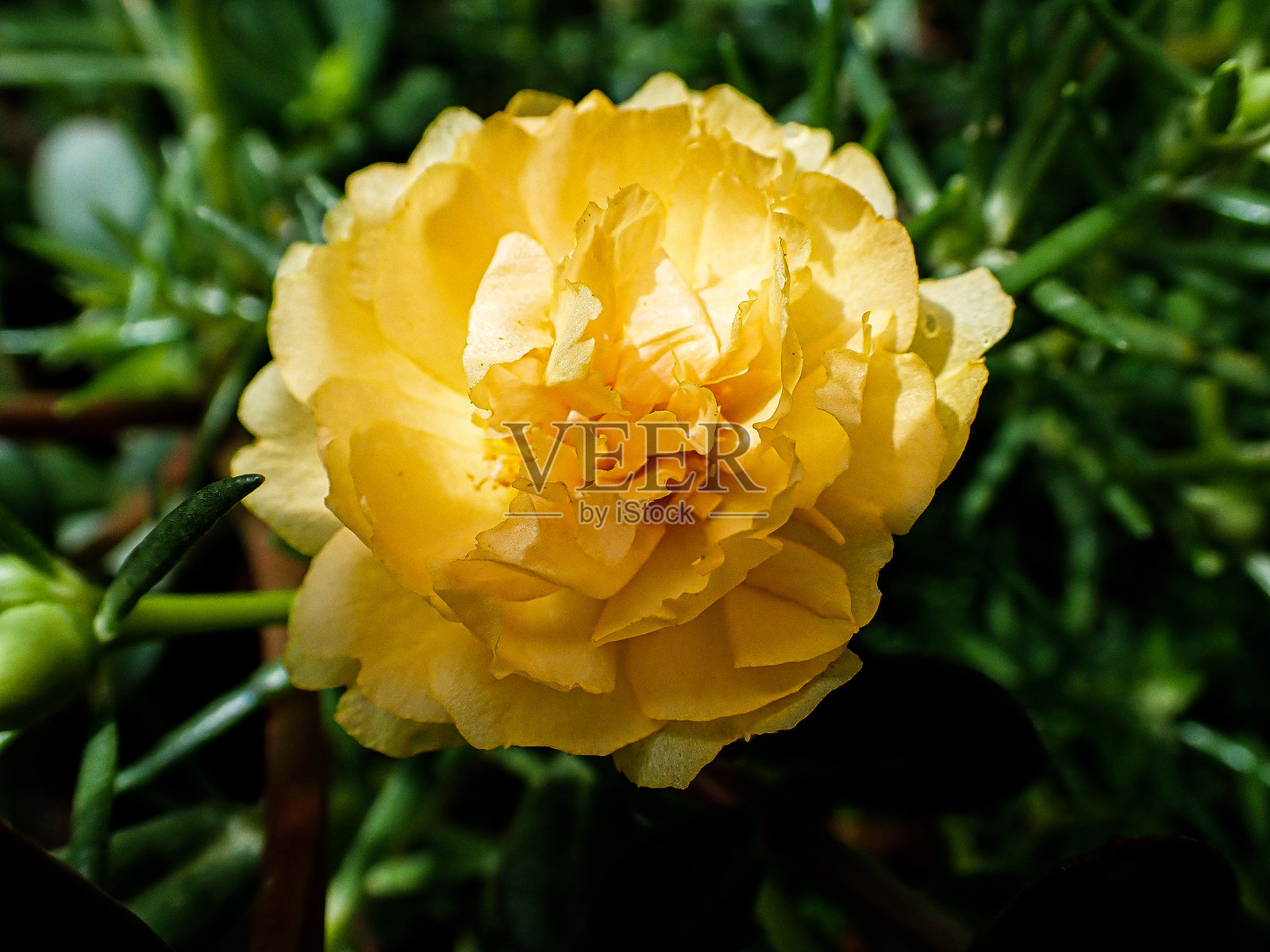 花园中的马齿苋。色彩斑斓的花朵。美丽的马齿苋花。照片摄影图片