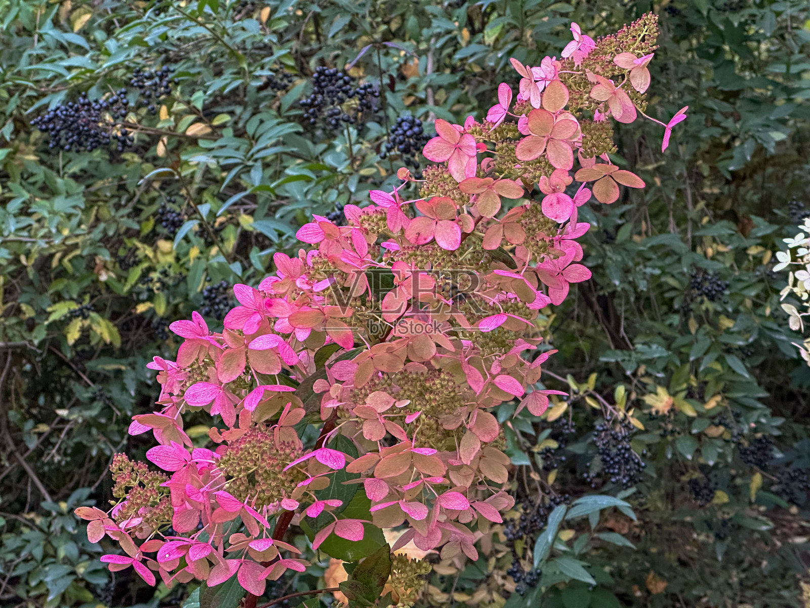 粉色梦境照片摄影图片