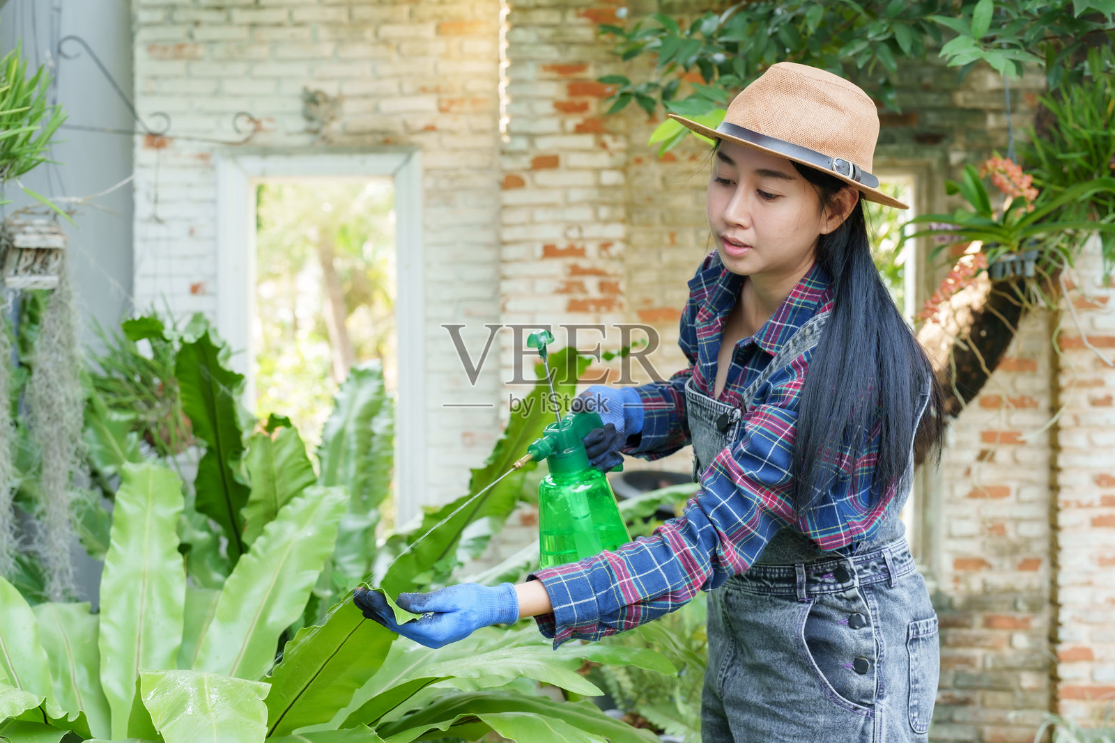 亚洲女性穿着格子衬衫、工装裤和帽子，使用绿色喷雾瓶喷洒植物，同时检查叶子。专注于植物护理，身处明亮的绿色花园，营造自然放松的氛围。照片摄影图片