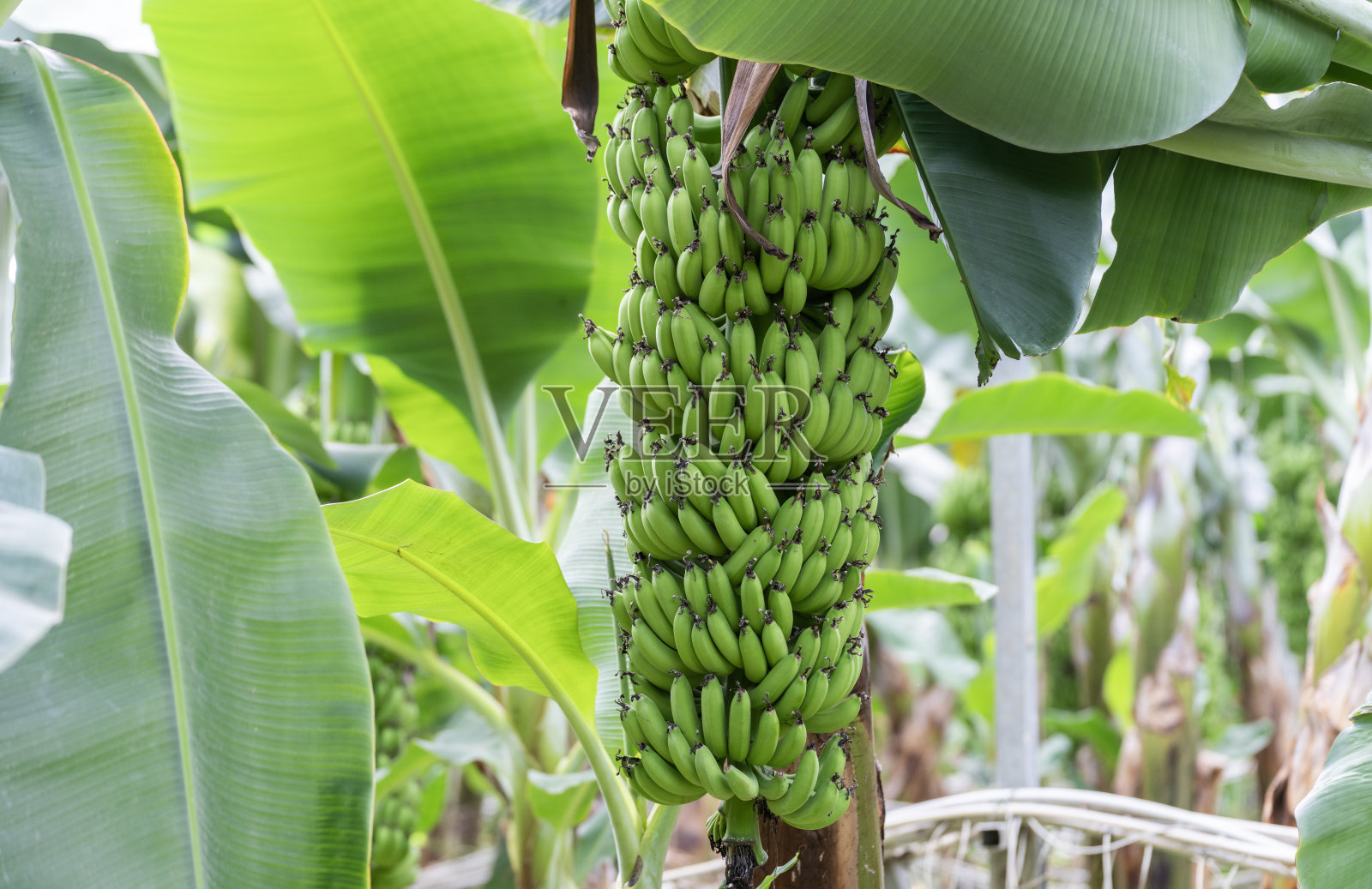 一串新鲜的绿色香蕉在香蕉温室的树上生长照片摄影图片