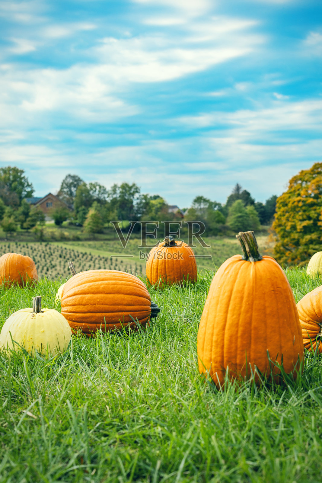 美丽的秋季南瓜场景照片摄影图片