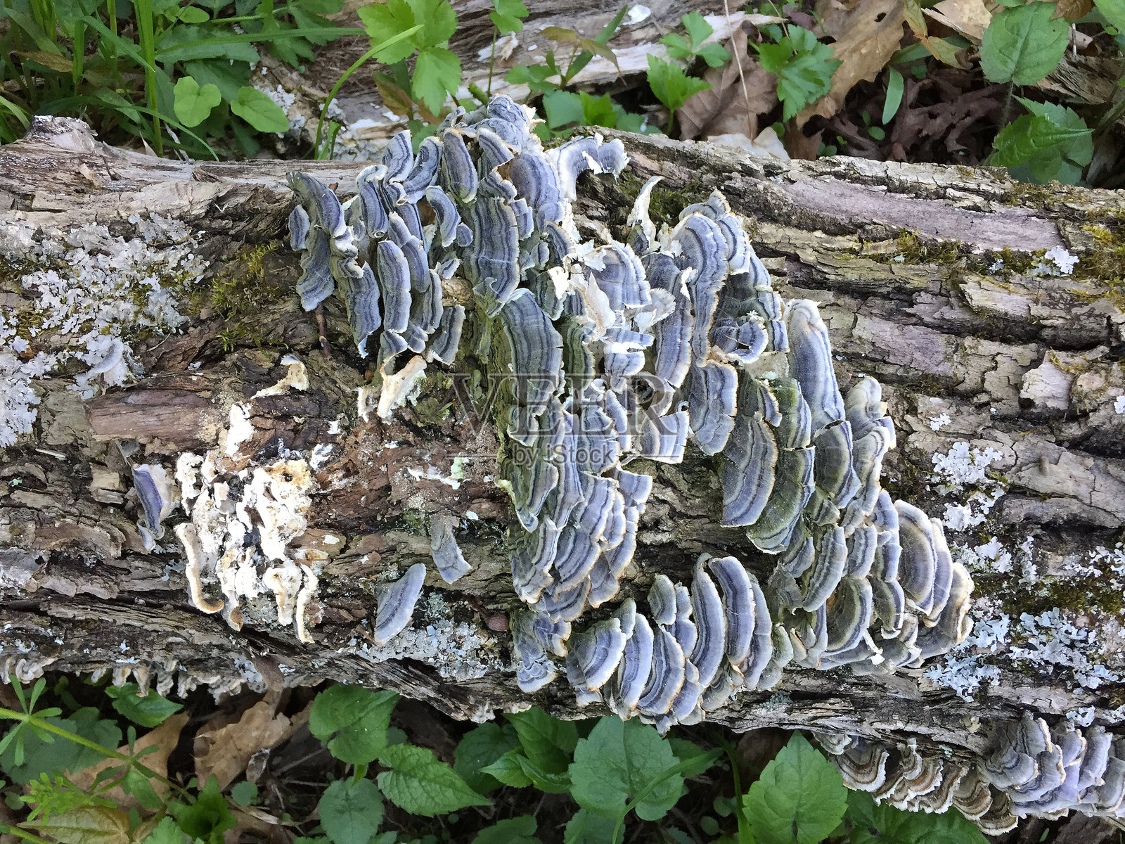 火鸡尾蘑菇沿着树干螺旋生长照片摄影图片