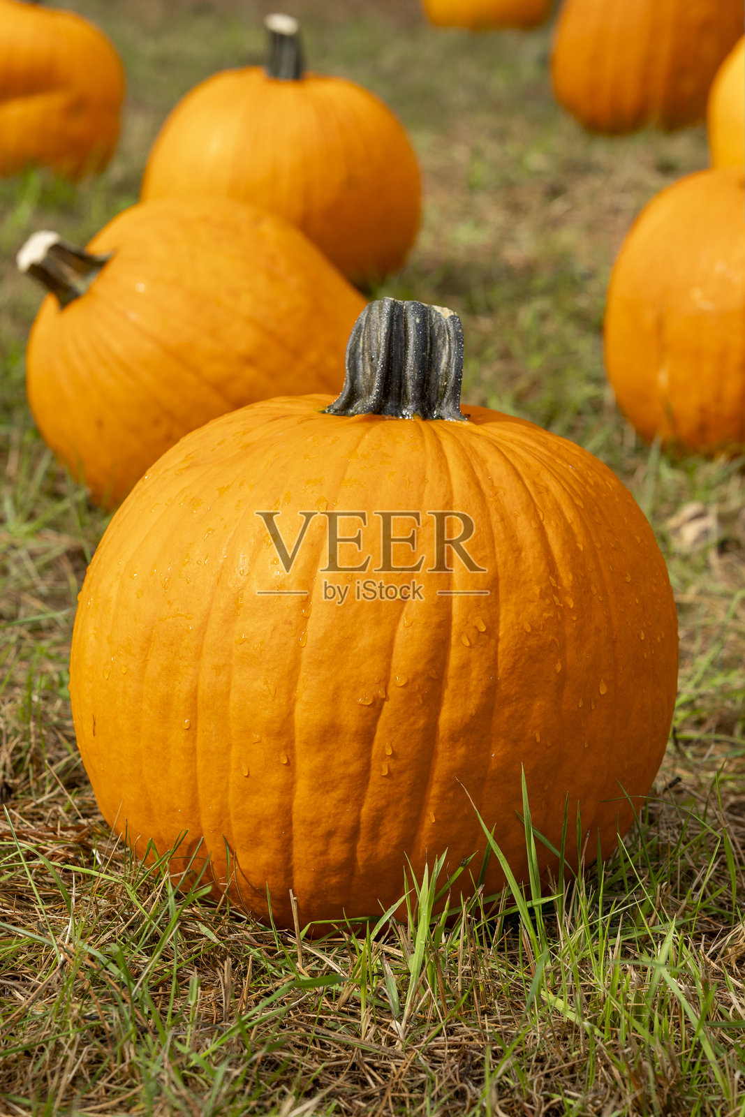 草地上的南瓜照片摄影图片