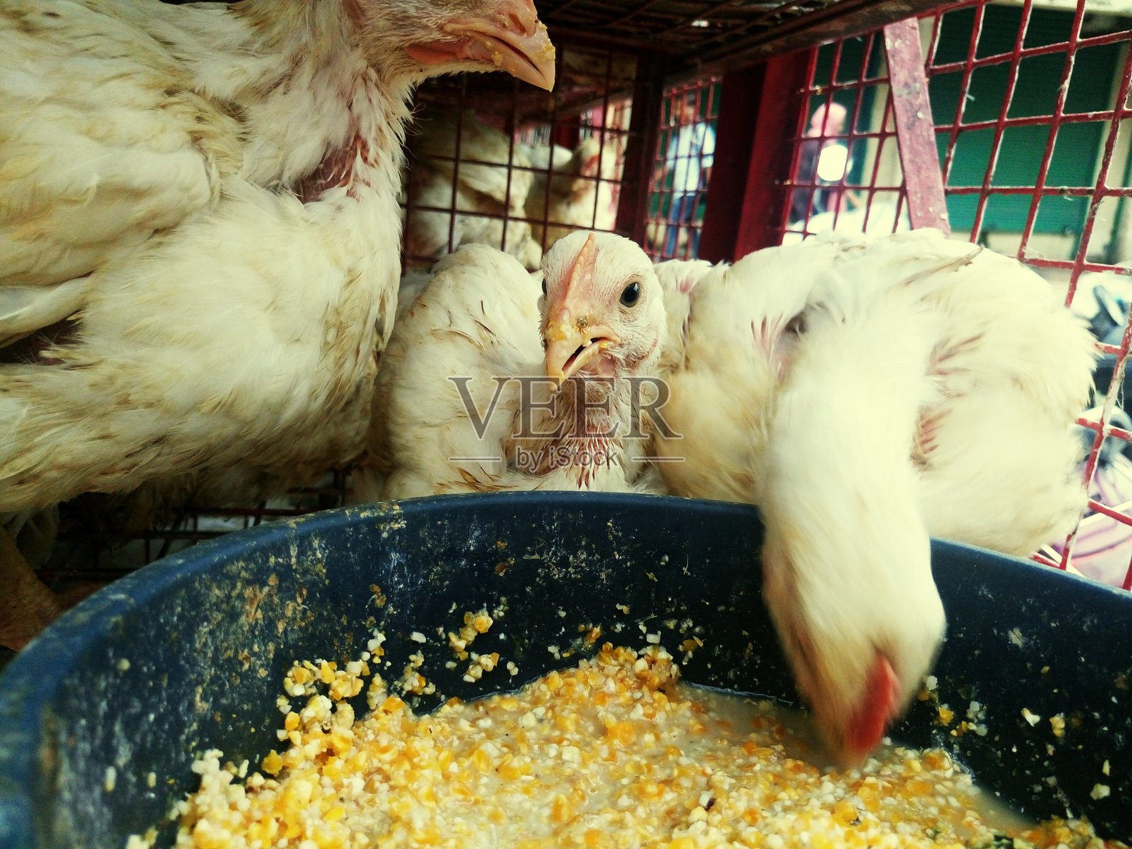 母鸡从容器中吃粮食照片摄影图片