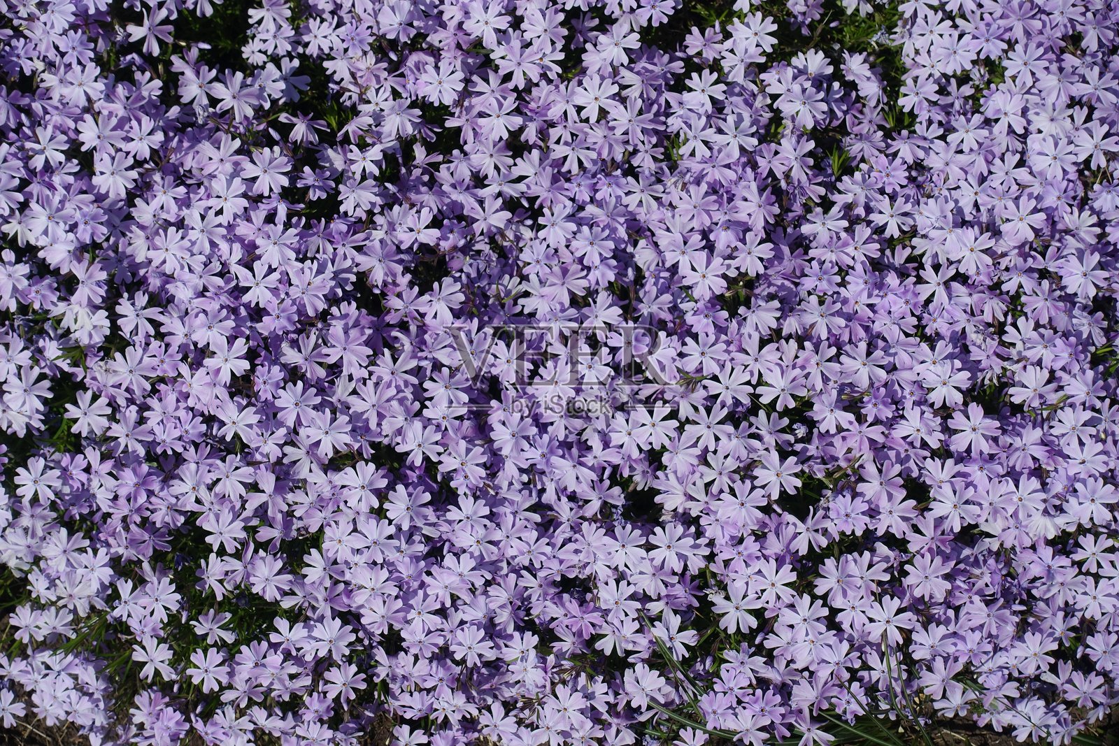 背景 - 五月中旬，许多紫色的细叶福禄考花。照片摄影图片