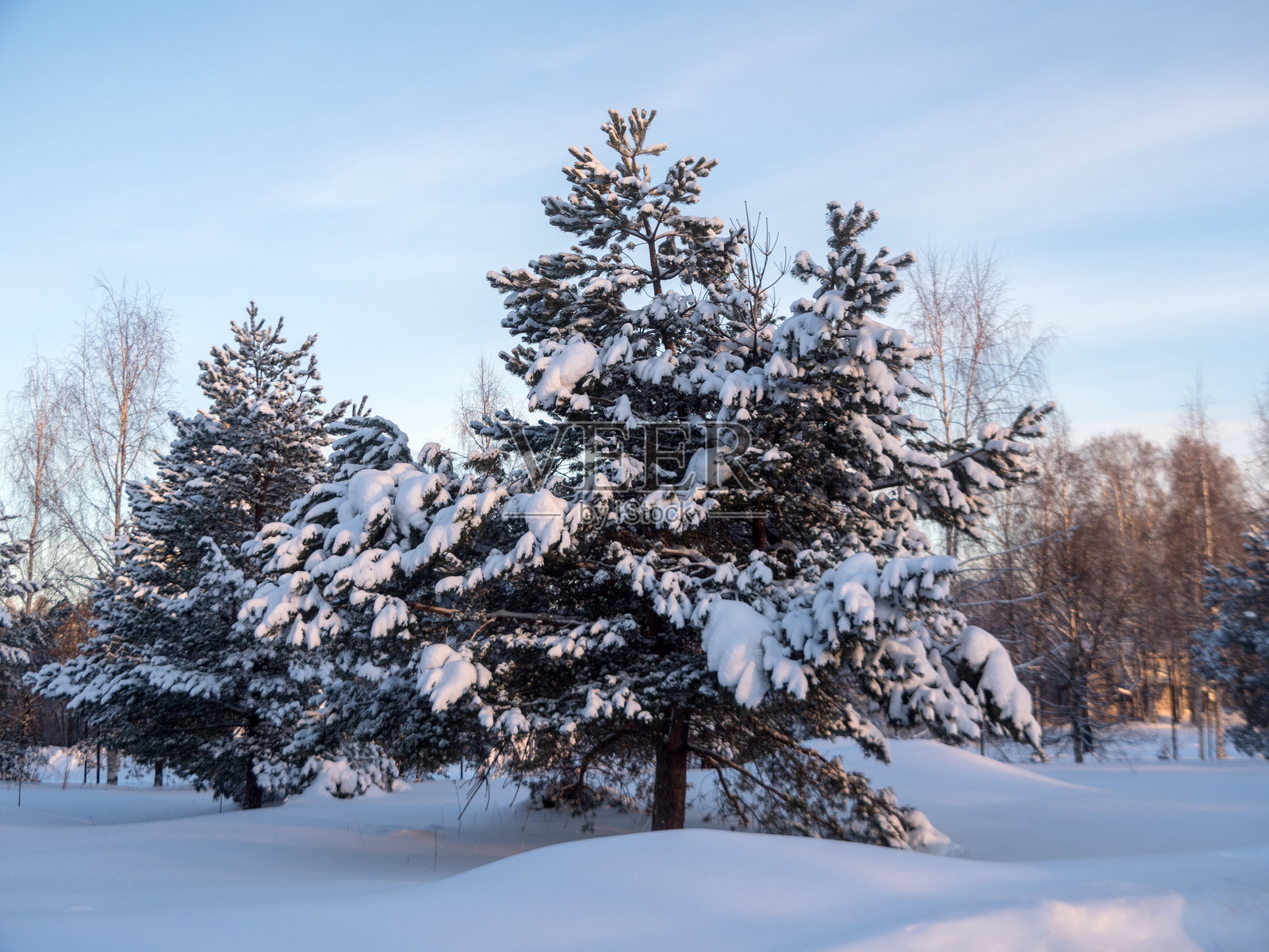 早晨雪下的松树风景照片摄影图片