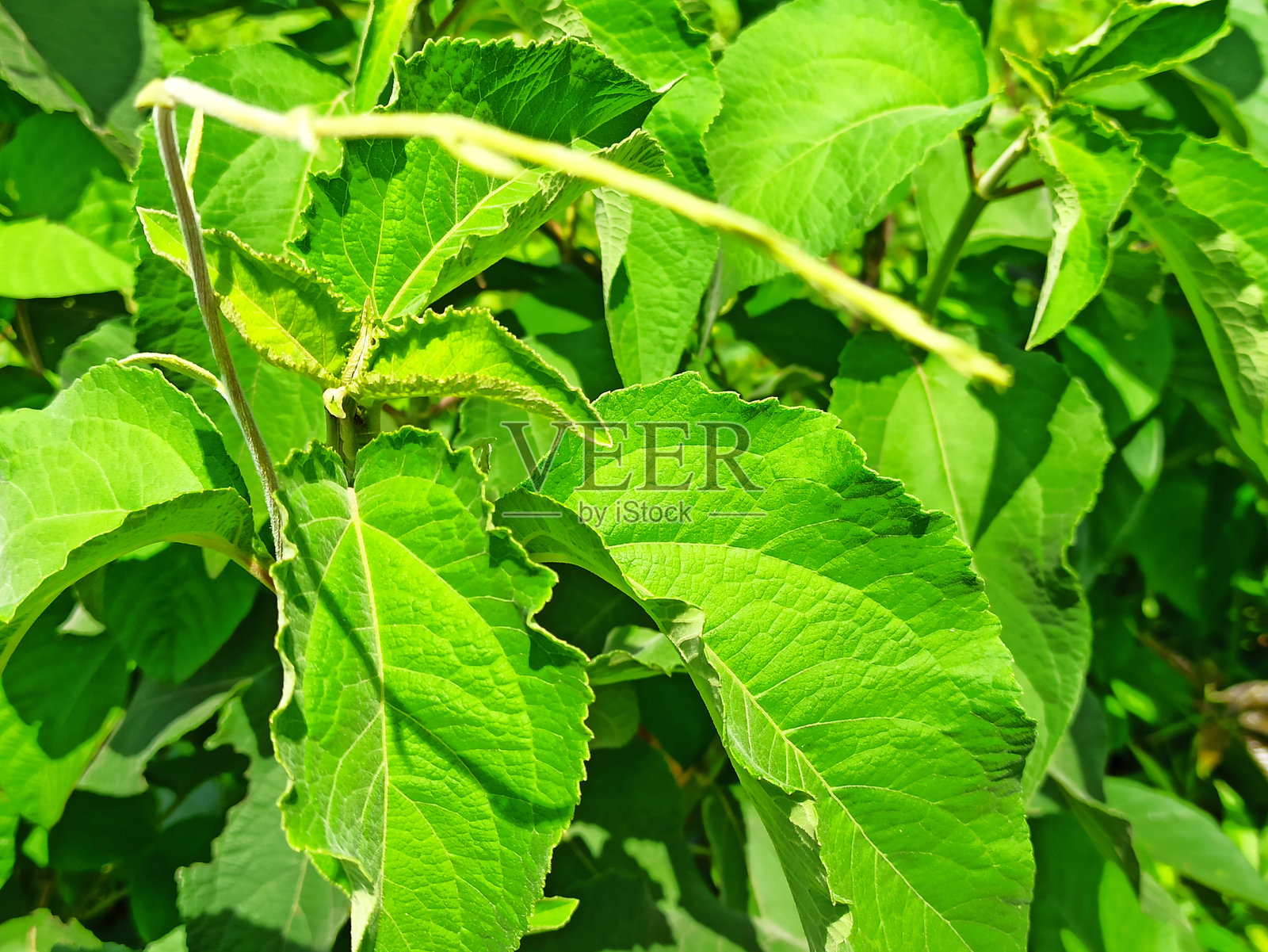 阳光明媚的日子里鲜绿色叶子的特写照片摄影图片