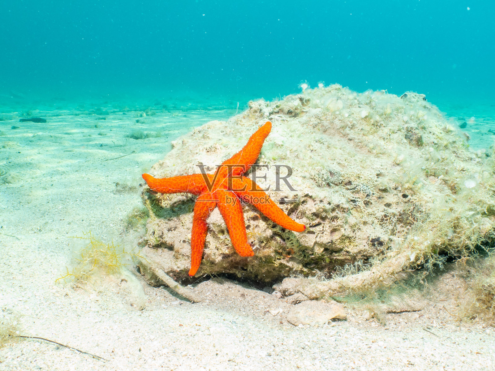 地中海潜水时看到的橙色海星栖息在岩石上。美丽的碧绿色海水。照片摄影图片