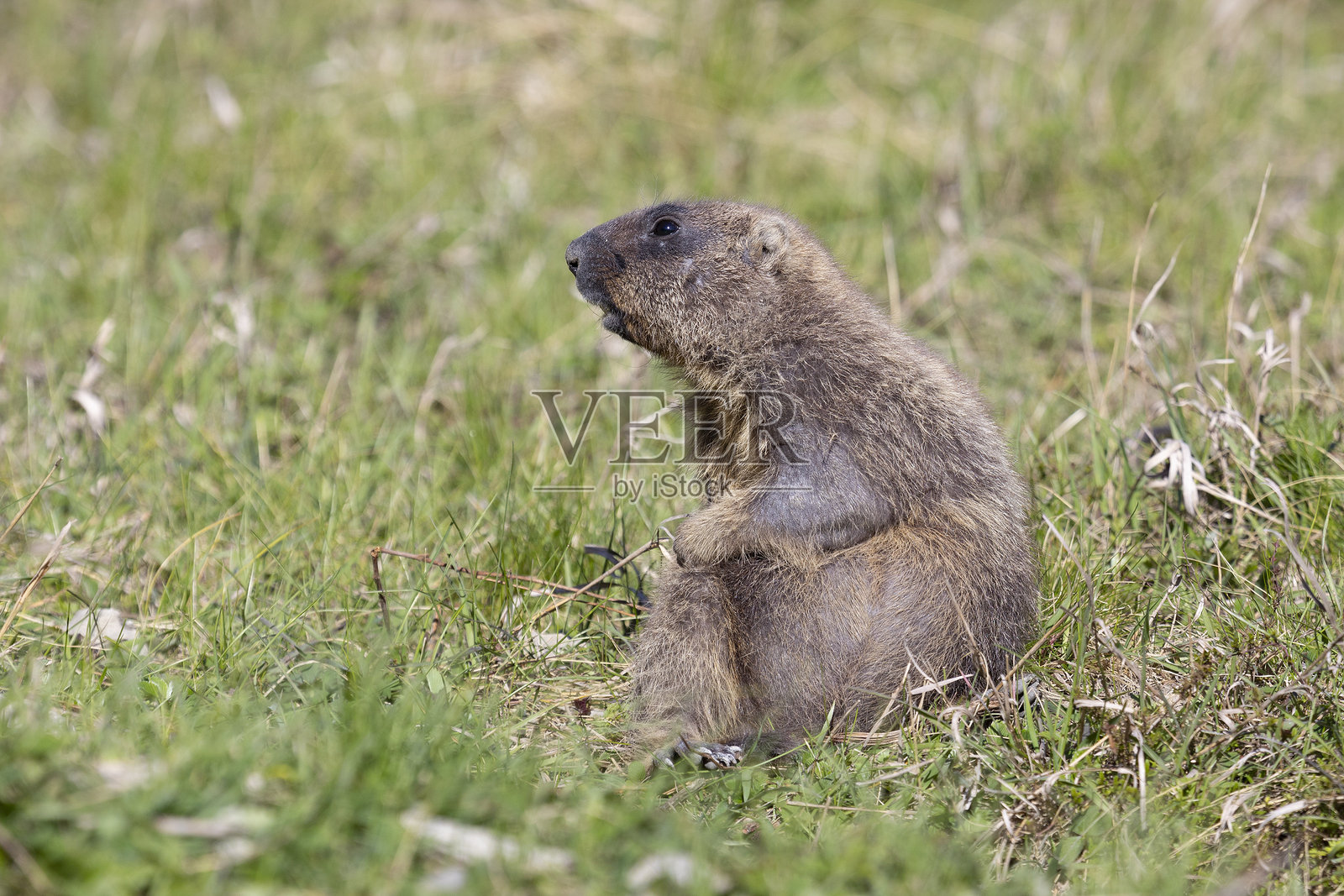 博巴克土拨鼠在夏日的草地上站立照片摄影图片