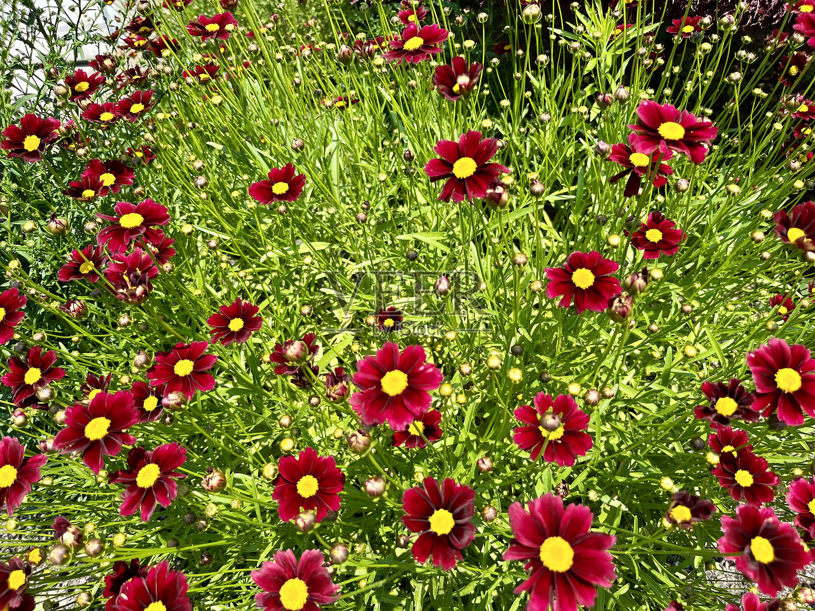锥花照片摄影图片
