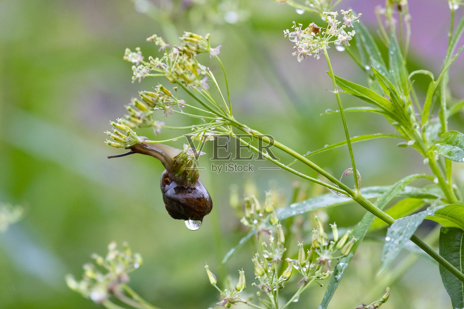 雨后花朵上的蜗牛特写照片摄影图片