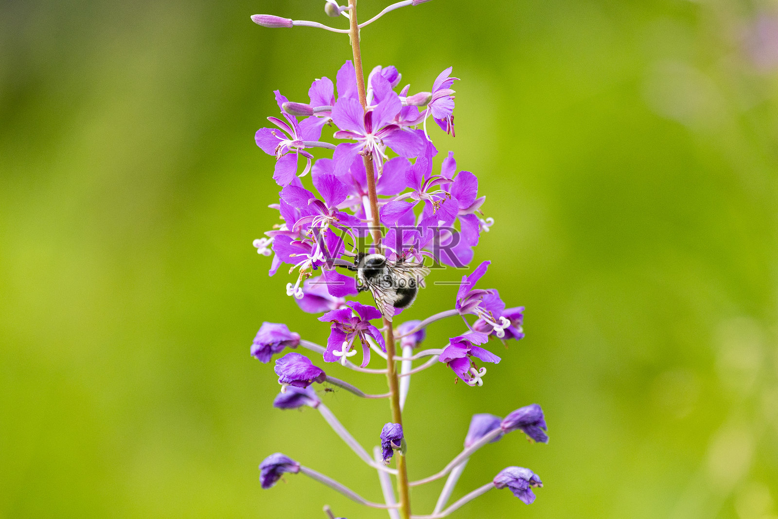 在阳光明媚的夏日，蜜蜂在火绒草（Chamaenerion angostifolium）花上采蜜照片摄影图片