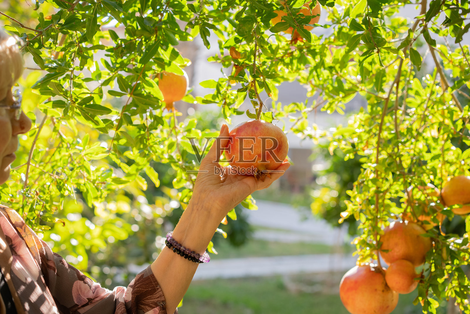 一位年长女性在花园里触摸石榴果，脸上洋溢着快乐的笑容。照片摄影图片