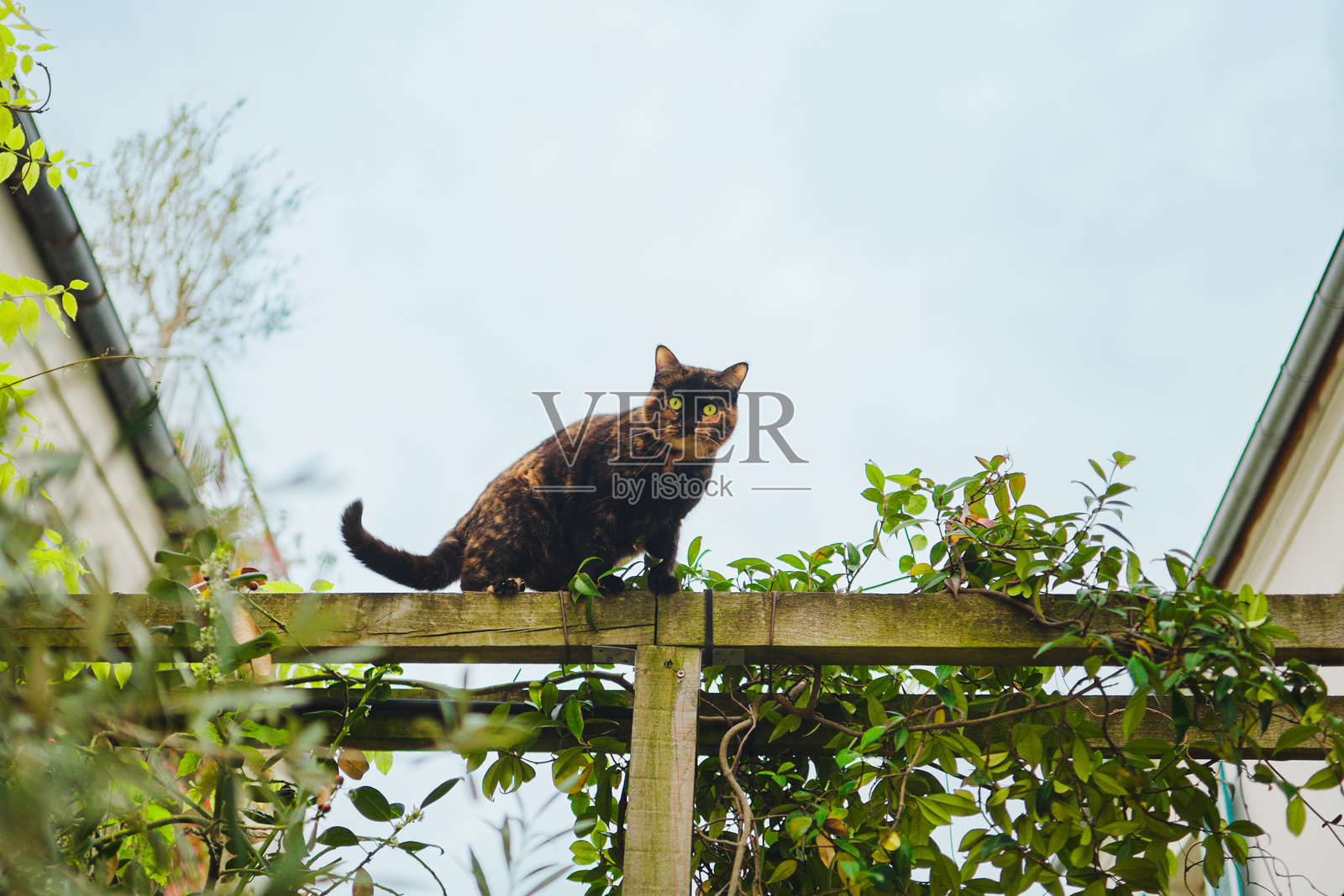 一只绿色眼睛、深棕色毛发的家猫从高处观察花园，显得很感兴趣。照片摄影图片