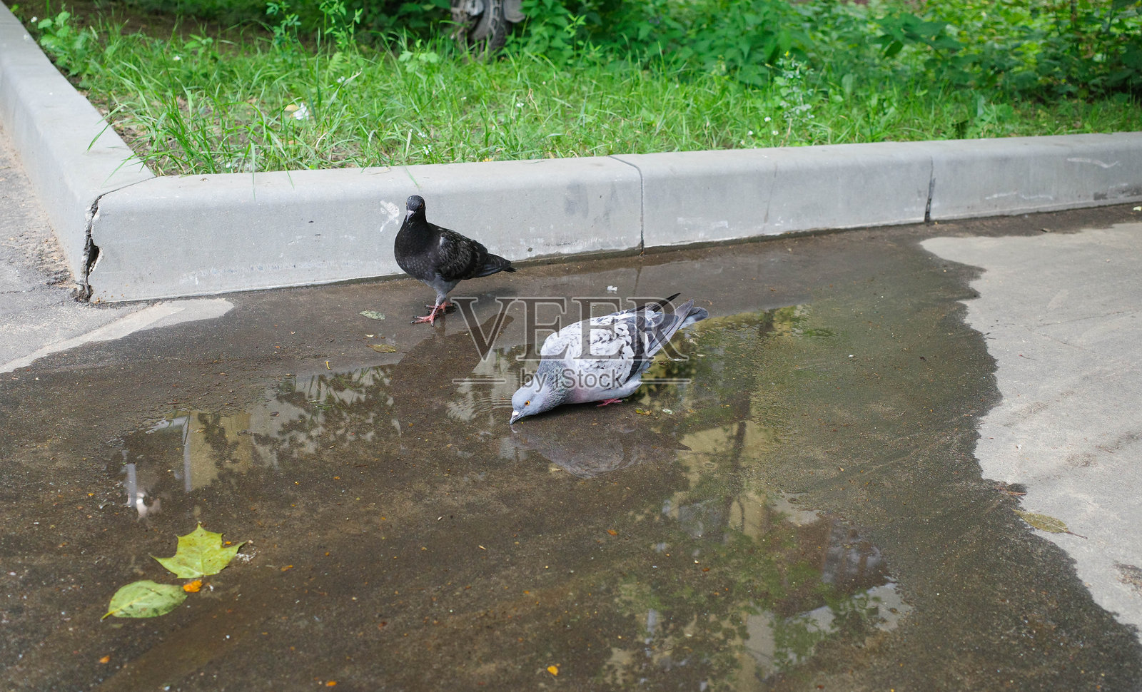 一只鸽子在水洼中喝水照片摄影图片