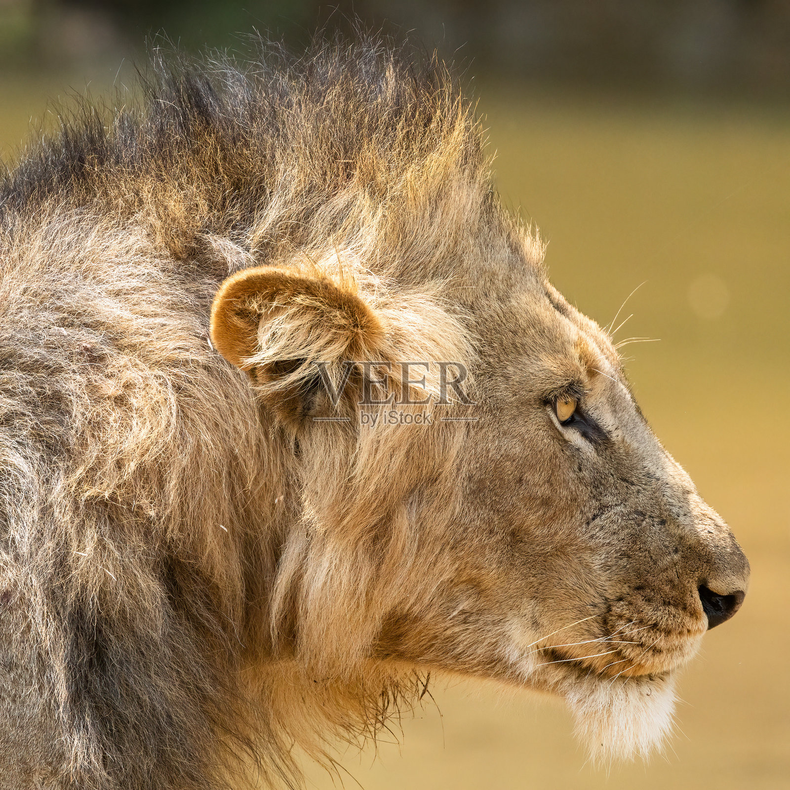 年轻雄狮照片摄影图片