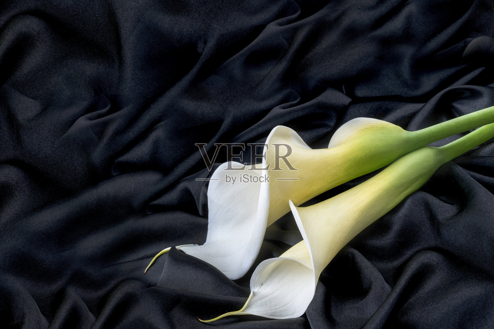 白色花朵的背景照片照片摄影图片