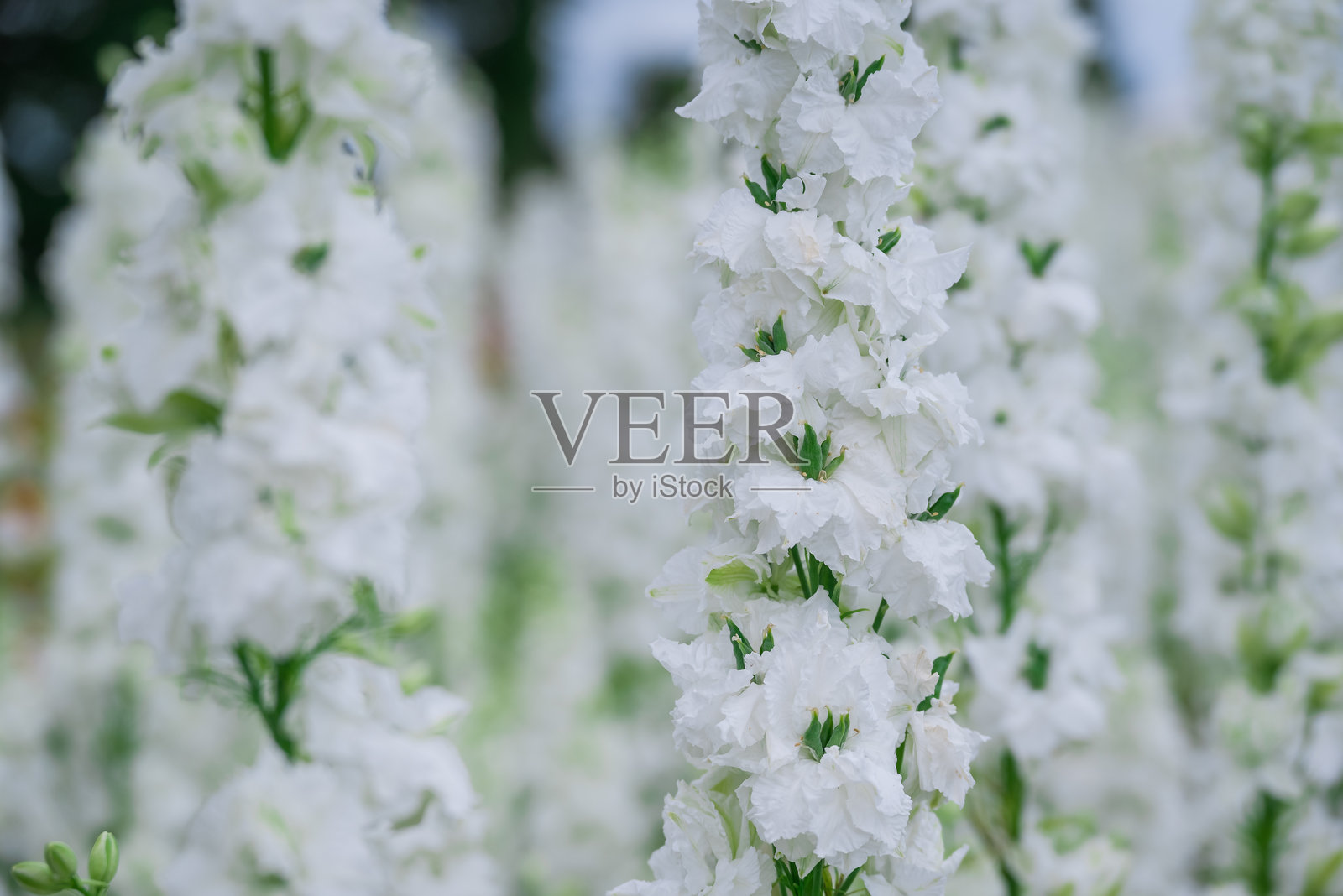 美丽的花朵在五彩缤纷的田野上盛开照片摄影图片