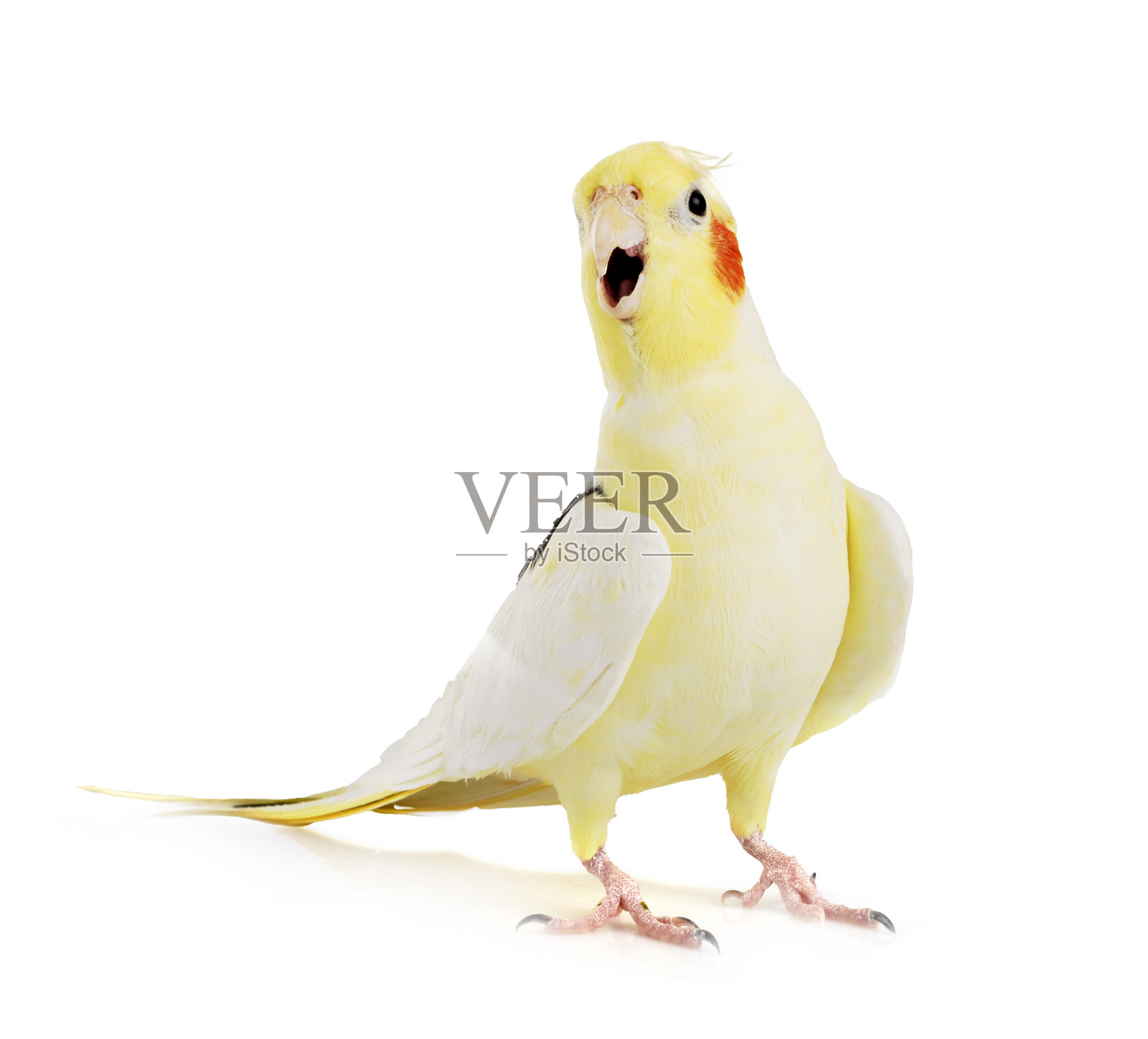 在工作室中的荷兰鹦鹉照片摄影图片