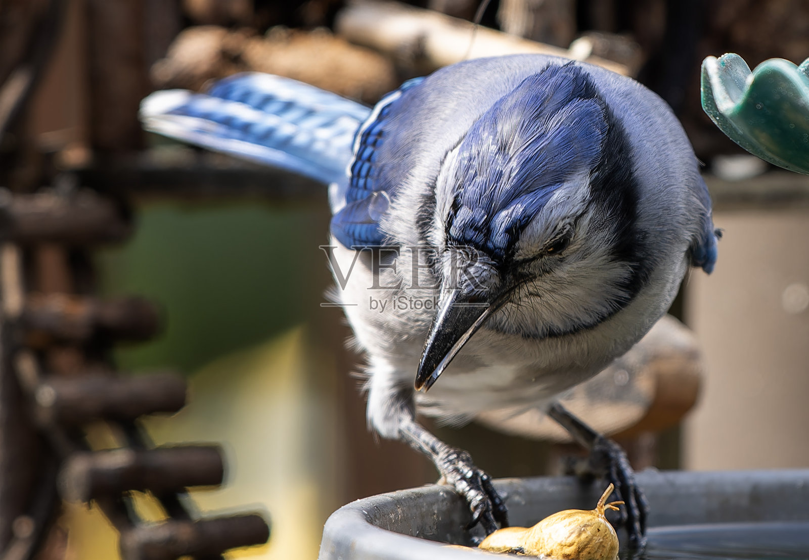 一只蓝松鸦在甲板上发现了一个花生照片摄影图片