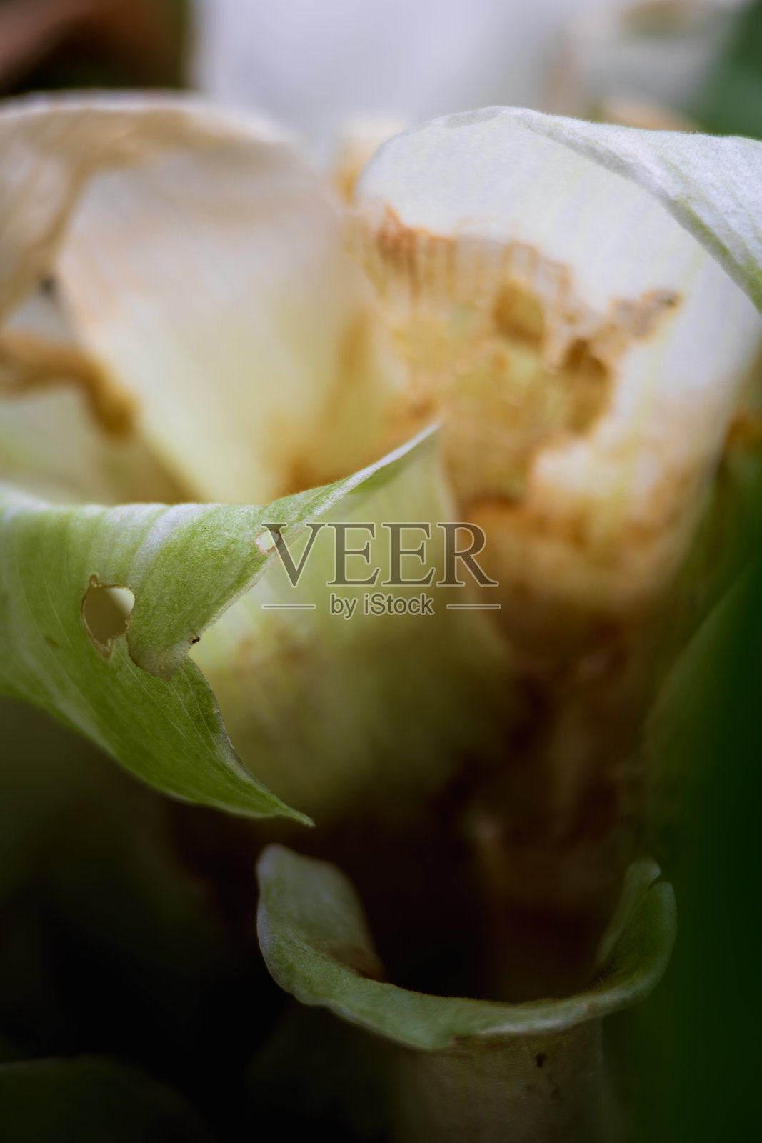 热带天鹅绒植物的细节，戈佩尔蒂亚花。微距植物背景照片摄影图片