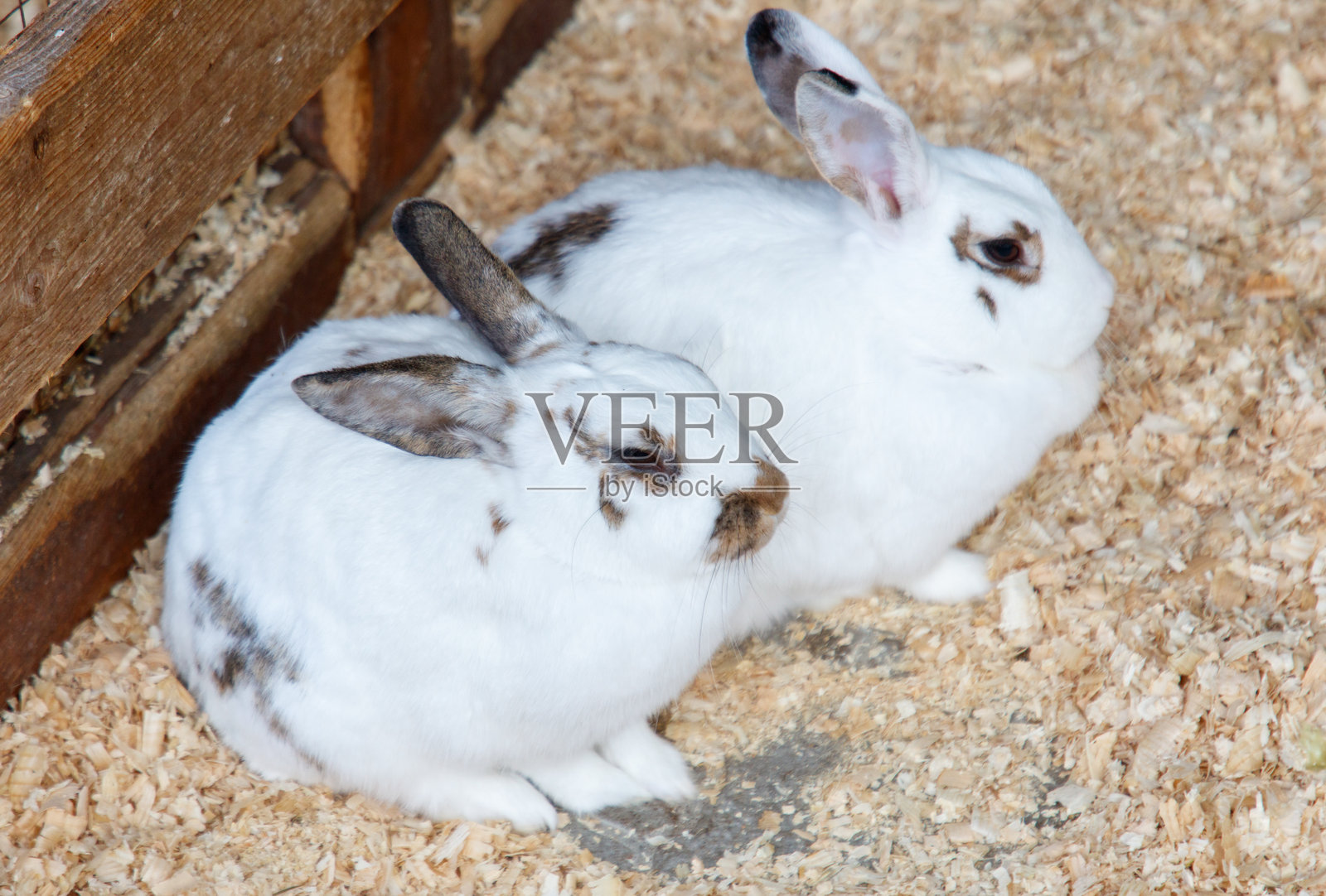 农场上的兔子肖像照片摄影图片