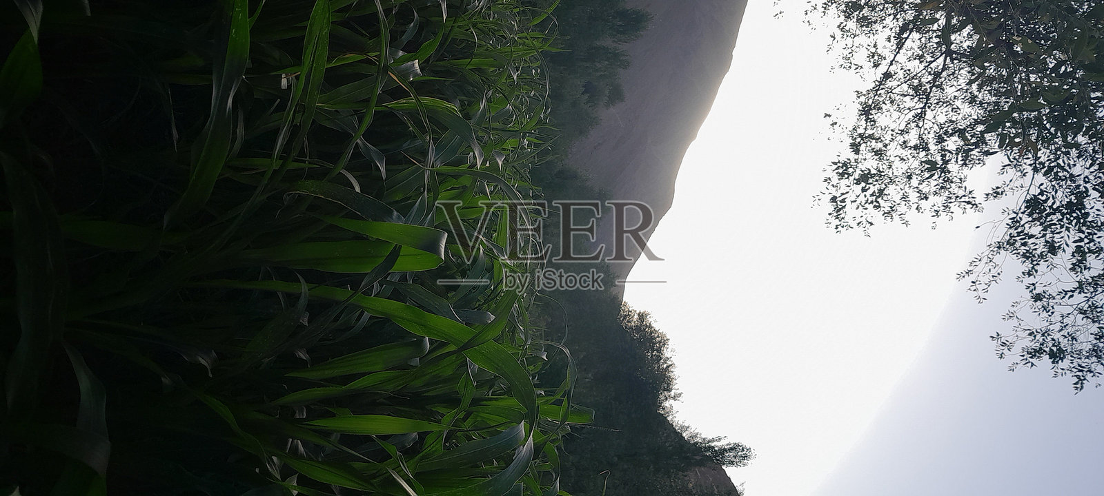 玉米农场的景色与日落景观照片摄影图片