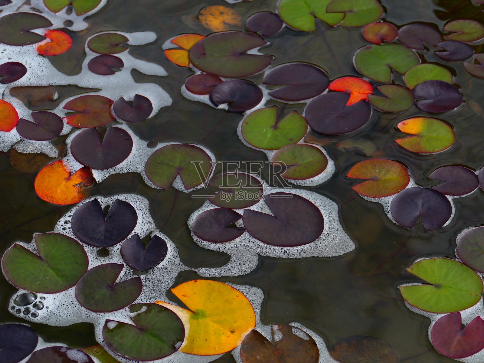 睡莲叶子照片摄影图片