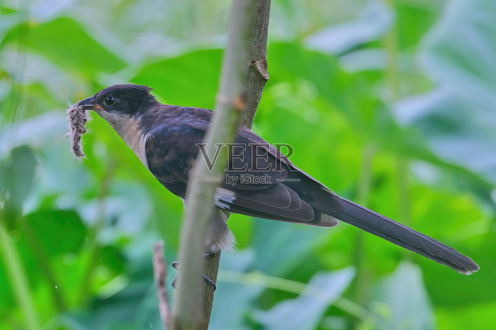 雅各宾杜鹃照片摄影图片