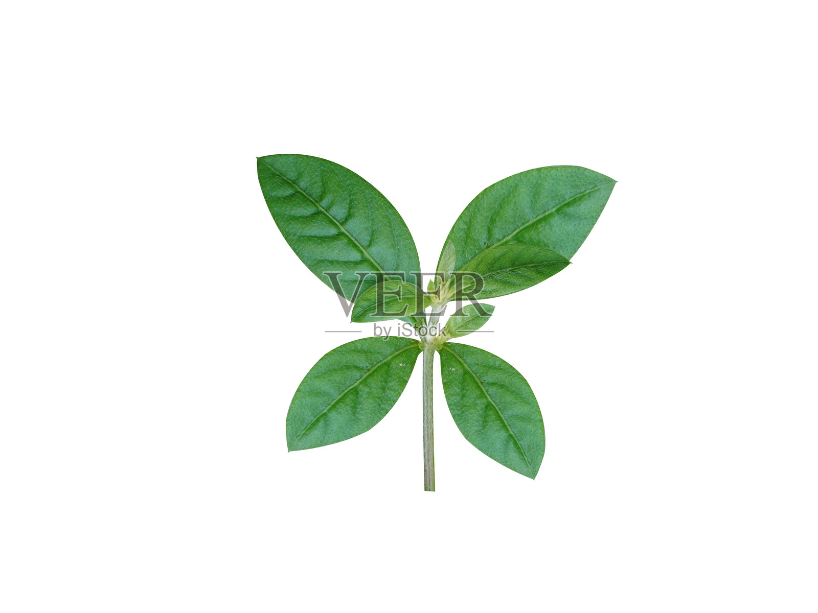 Alternanthera sessilis或称为印度菠菜植物照片摄影图片
