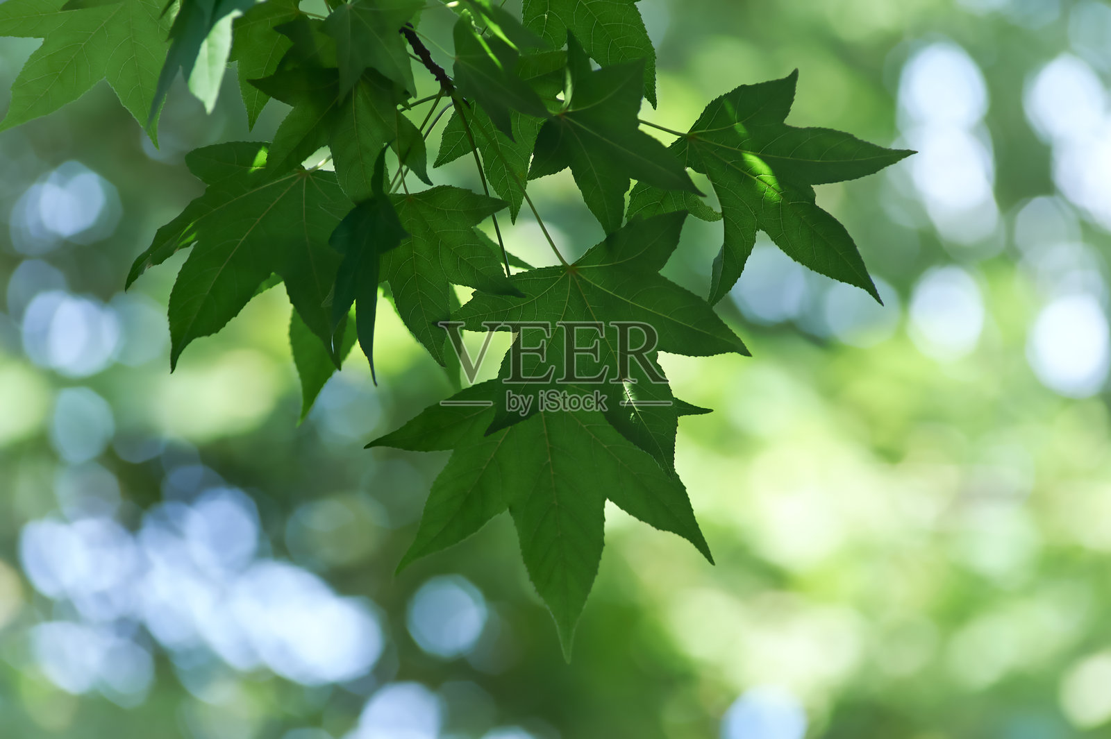 绿色叶子背景。选择性和柔和的焦点。留白空间。照片摄影图片