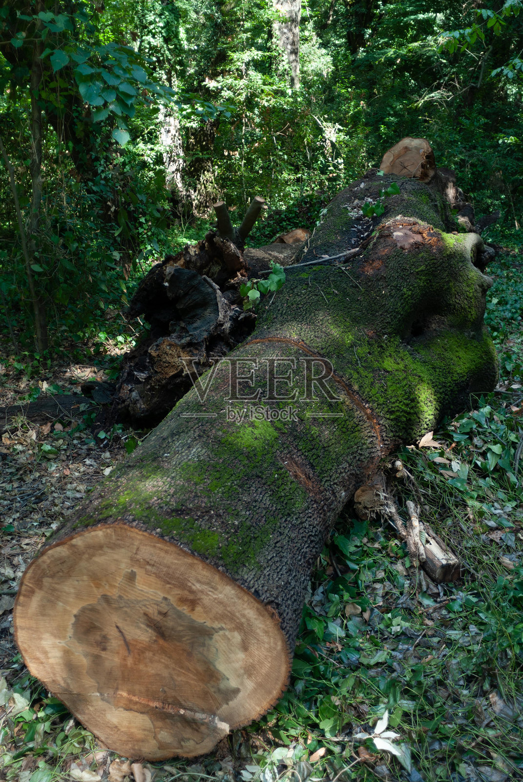 意大利，拿波里，卡波迪蒙特 - 卡波迪蒙特皇家公园中的树干照片摄影图片