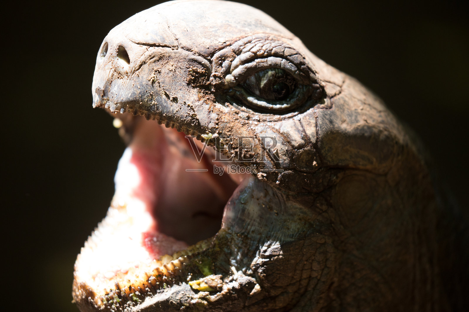 乌龟照片摄影图片