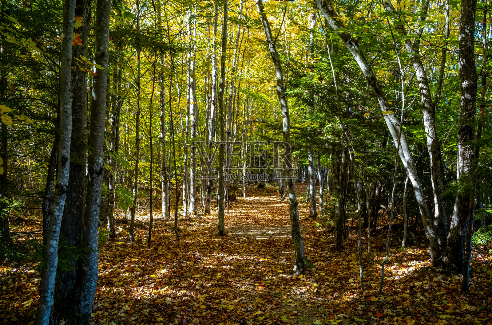 缅因州的森林漫步照片摄影图片