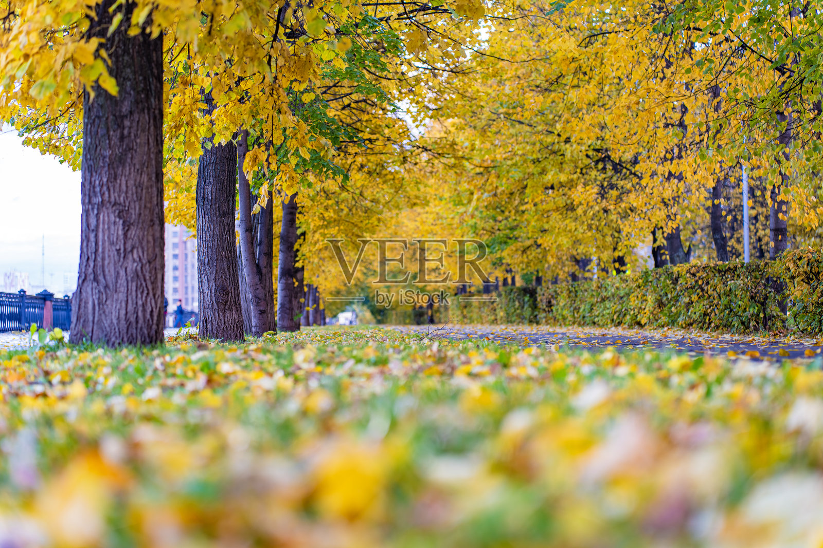 西伯利亚自然照片摄影图片