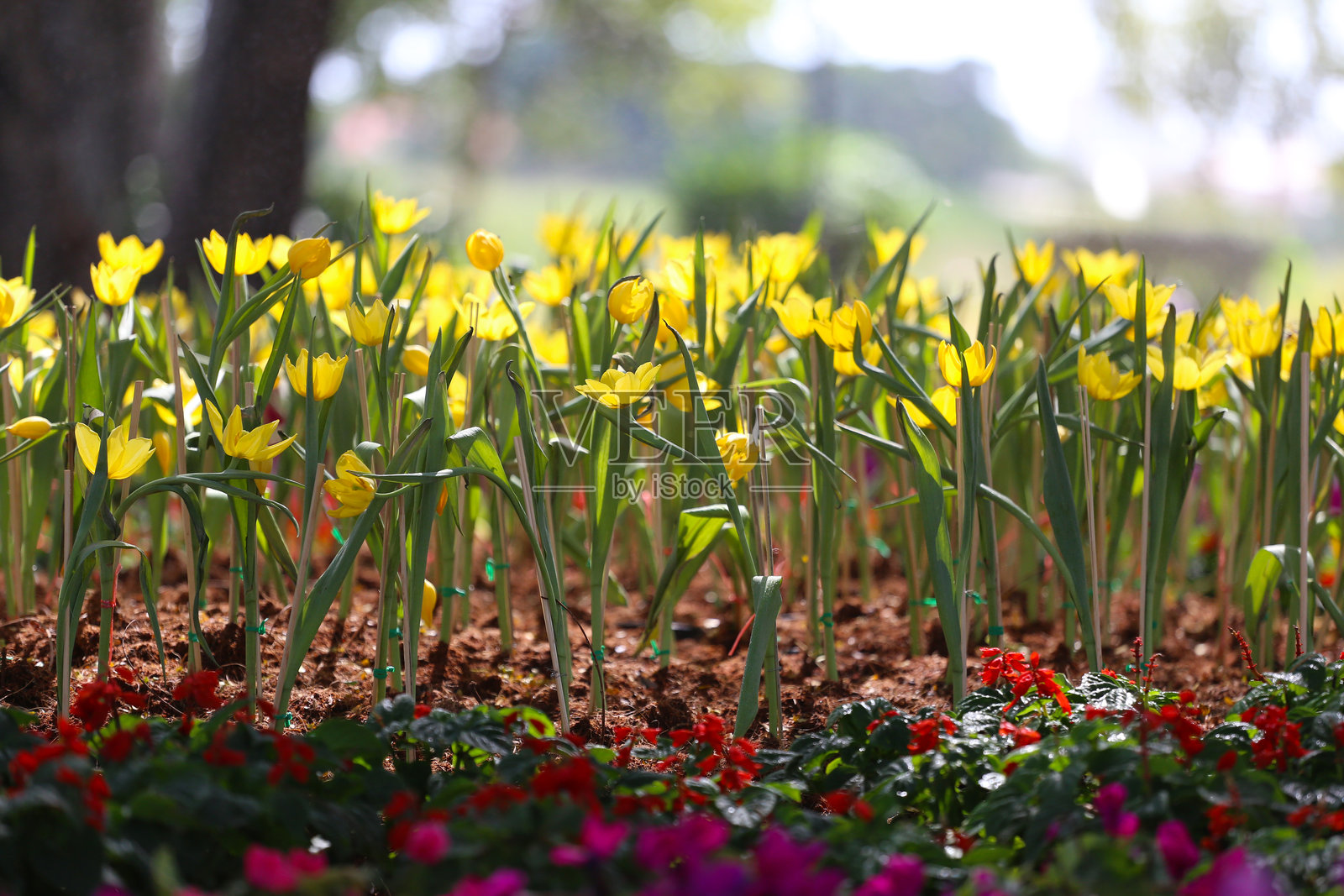 黄色郁金香在花坛中盛开，周围环绕着五彩缤纷的花朵。照片摄影图片