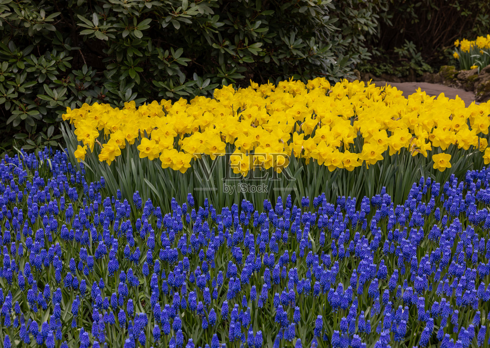荷兰利瑟的库肯霍夫花园中盛开的黄色水仙花和蓝色风信子。照片摄影图片