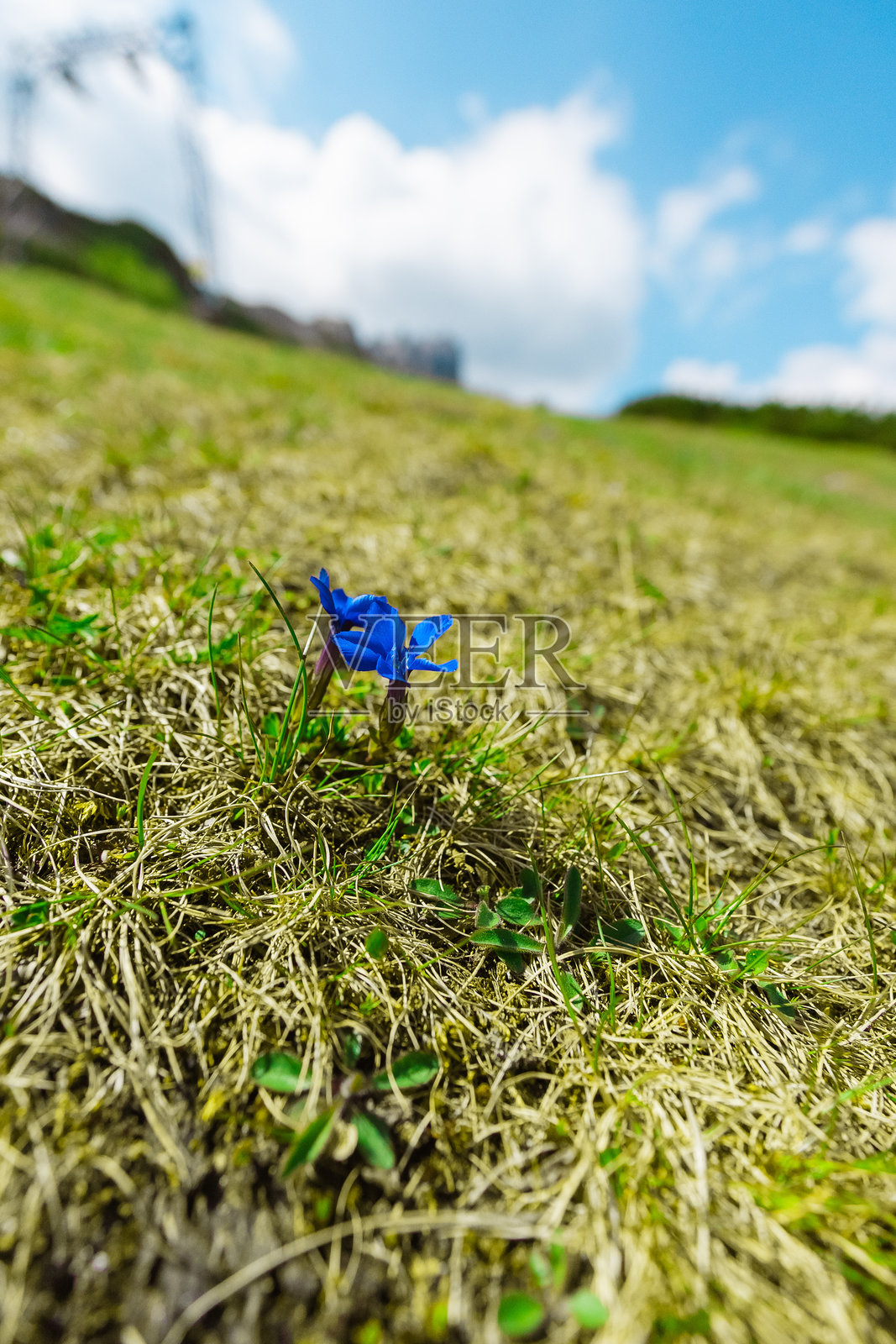 蓝色春天龙胆花在山坡上生长照片摄影图片