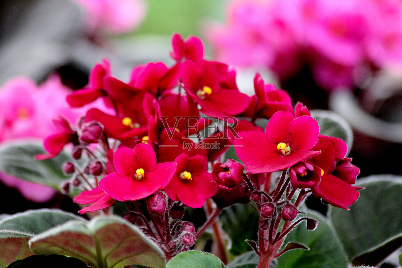 非洲紫罗兰花 - 圣保利亚·伊奥南莎照片摄影图片