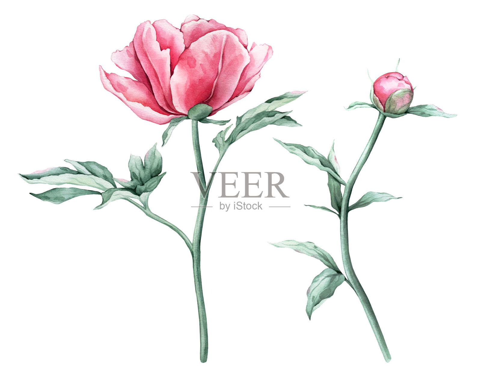 水彩画精致的粉色牡丹花盛开。手绘插图美丽的花卉剪贴画。夏季植物在孤立背景上。设计邀请函和周年纪念的元素。插画图片素材