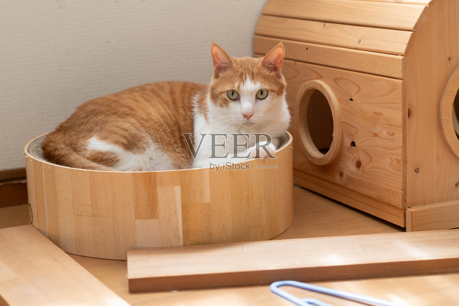 猫在房间里放松照片摄影图片