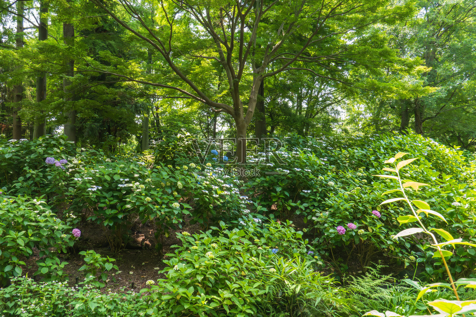 在郁郁葱葱的树冠下绽放的绣球花照片摄影图片