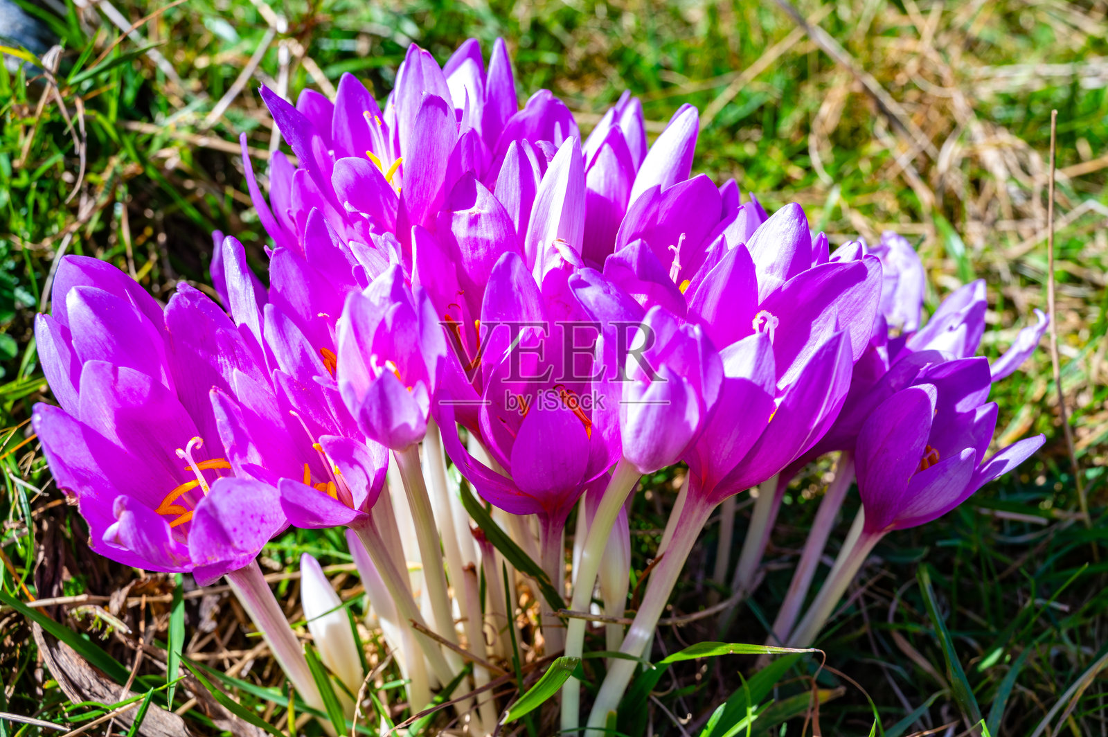 新开花的秋水仙花。照片摄影图片