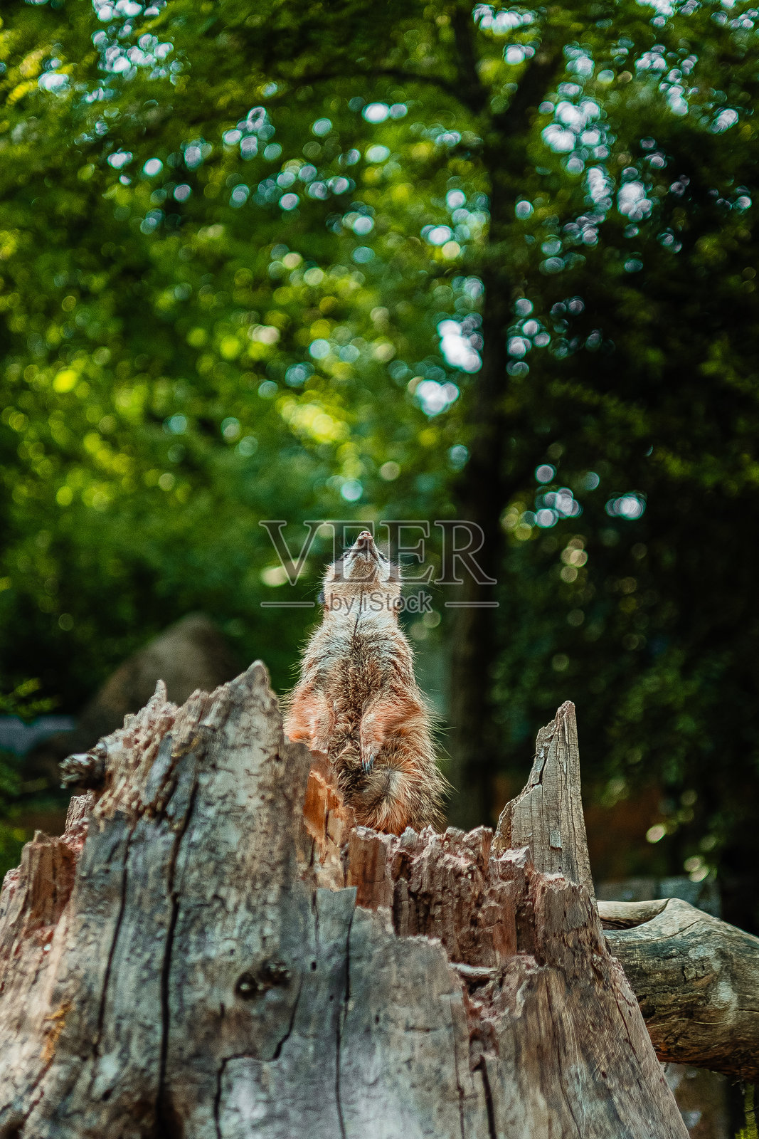 狐獴坐在树干上，抬头观察四周照片摄影图片