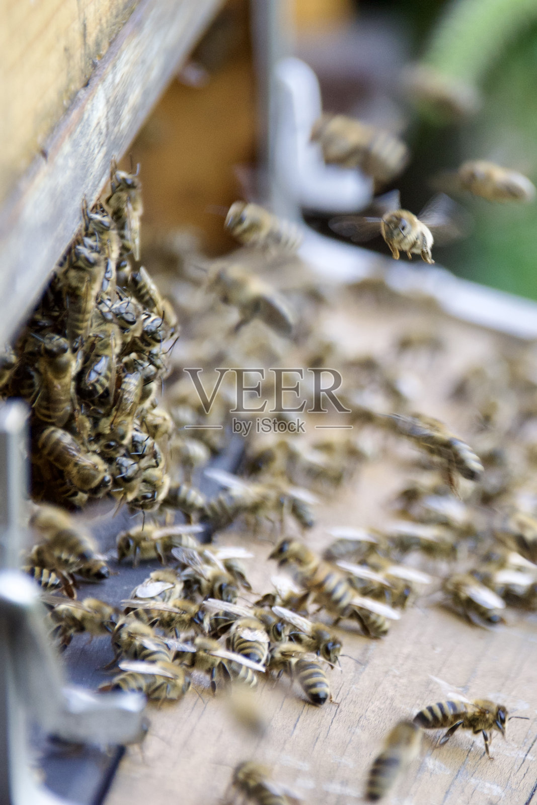 蜜蜂在蜂巢入口飞舞和爬行照片摄影图片