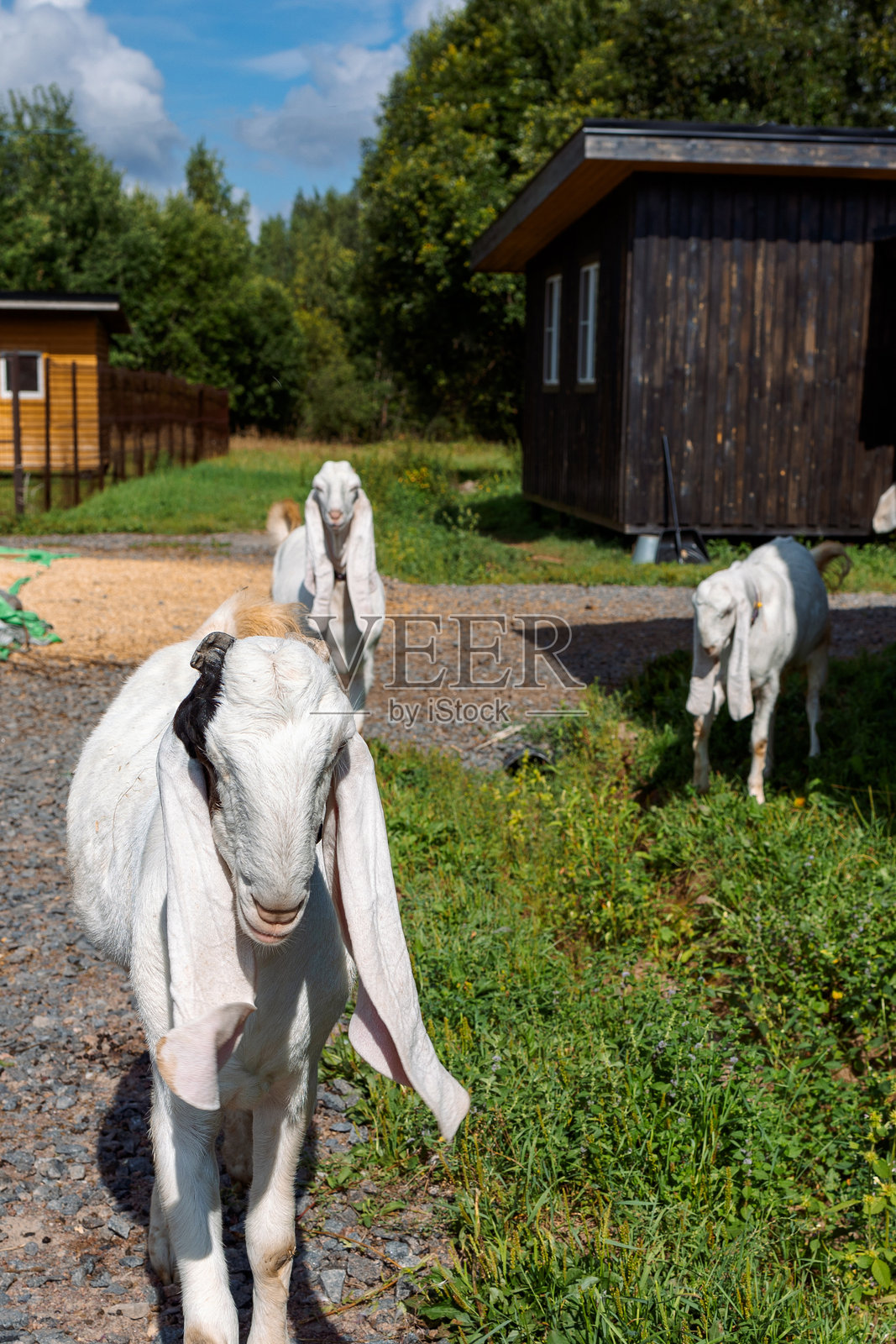 白色努比亚山羊的肖像，长耳朵，正看着镜头。特写野生动物概念照片摄影图片