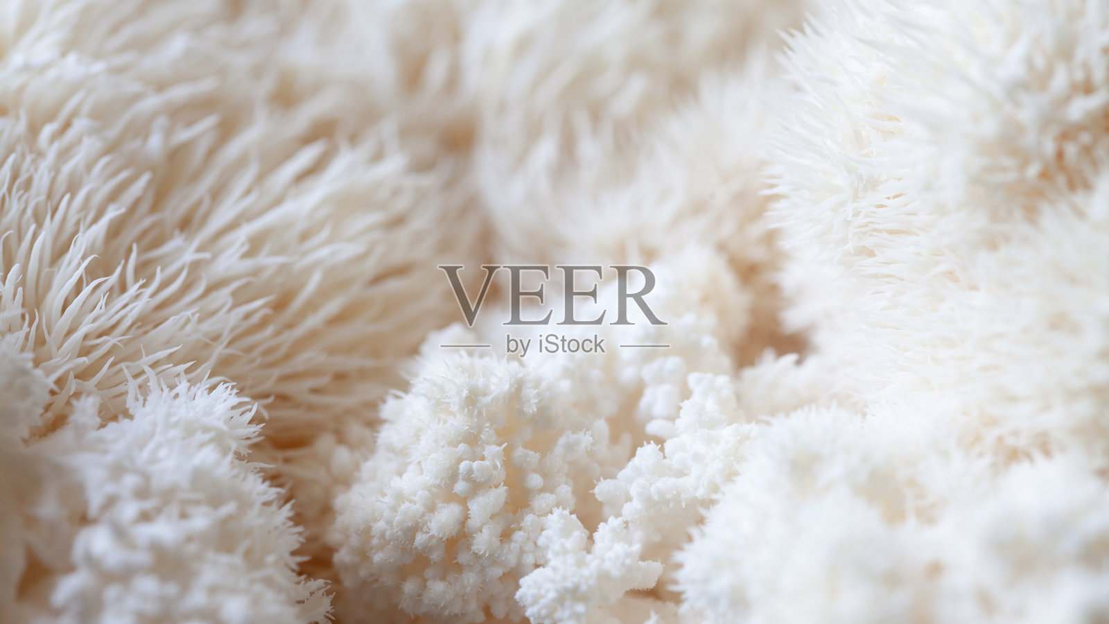 猴头菇：药用蘑菇，含多种植物化学物质，包括β-葡聚糖、猴头菇酮和猴头菇素等，可促进人脑神经生长因子。照片摄影图片