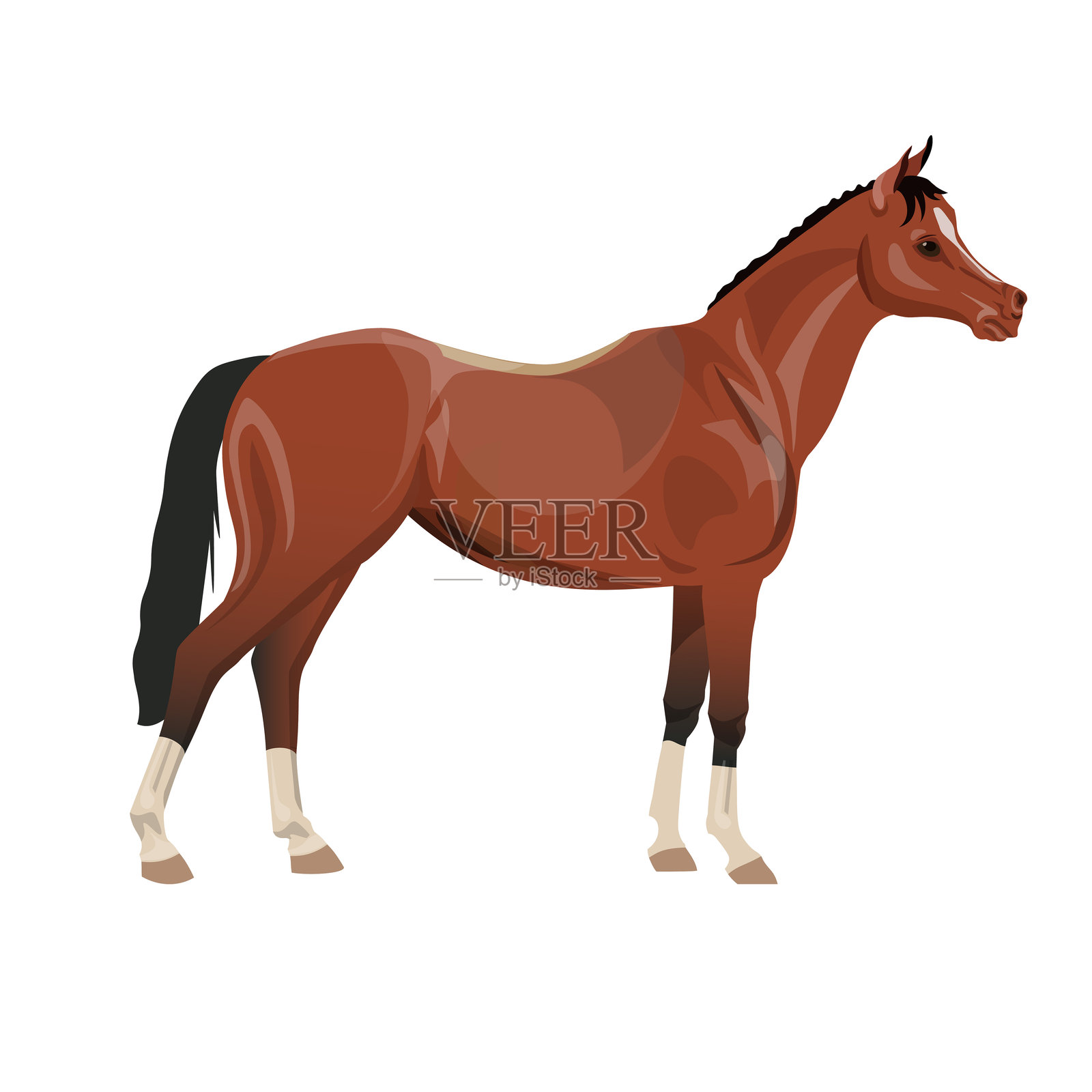 阿拉伯湾马侧面图。白色背景上的逼真风格矢量插图。插画图片素材