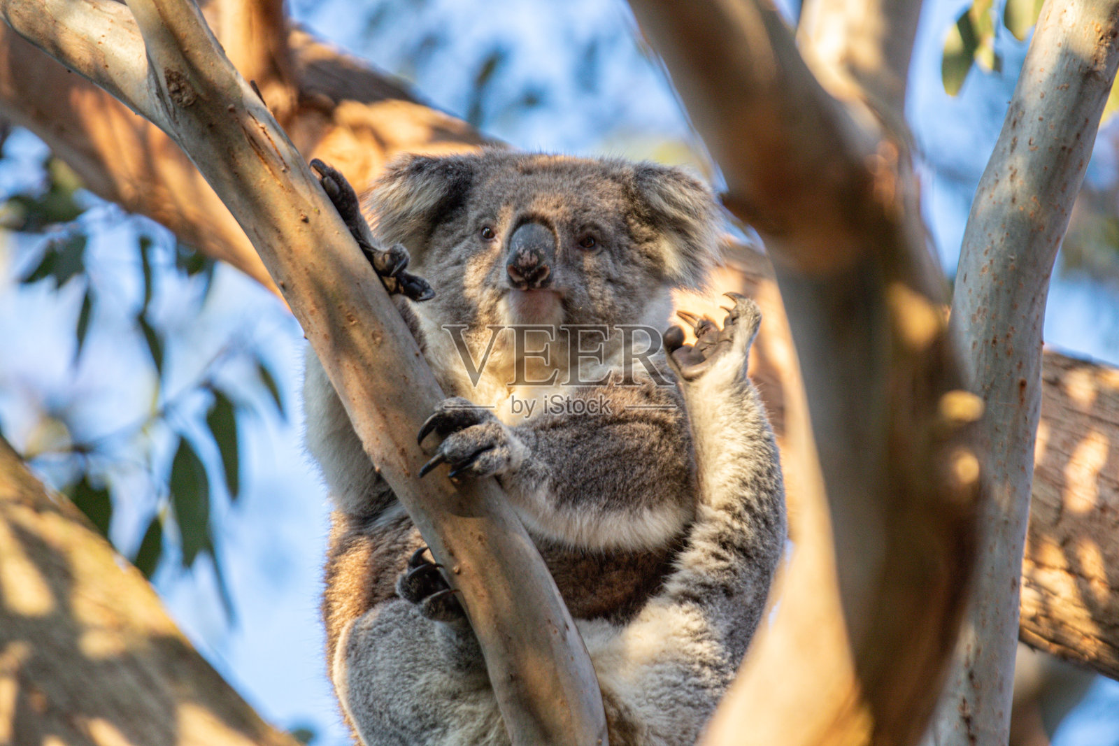 澳大利亚雷蒙德岛桉树上休息的考拉照片摄影图片